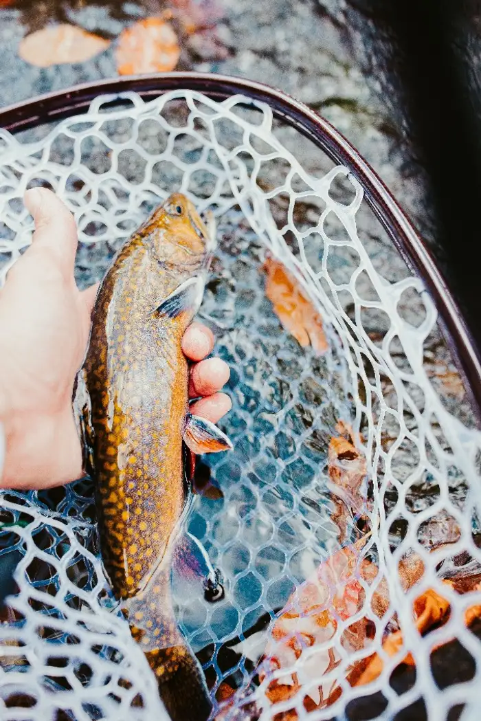 Angler holding a small stream trout over the net