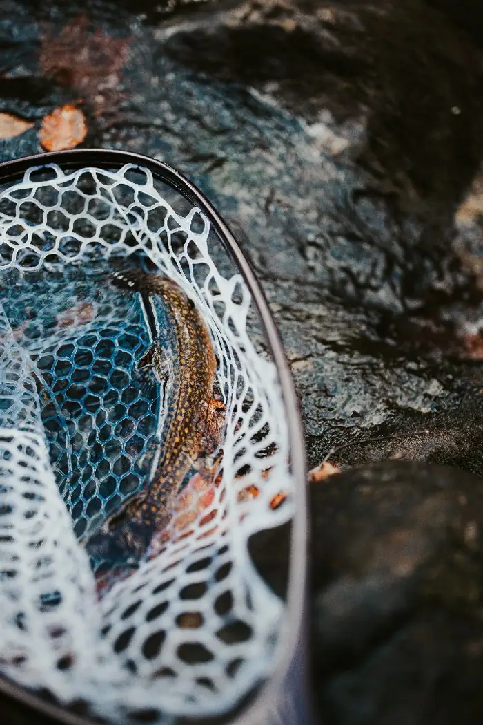 Brightly coloured trout resting in a rubber landing net