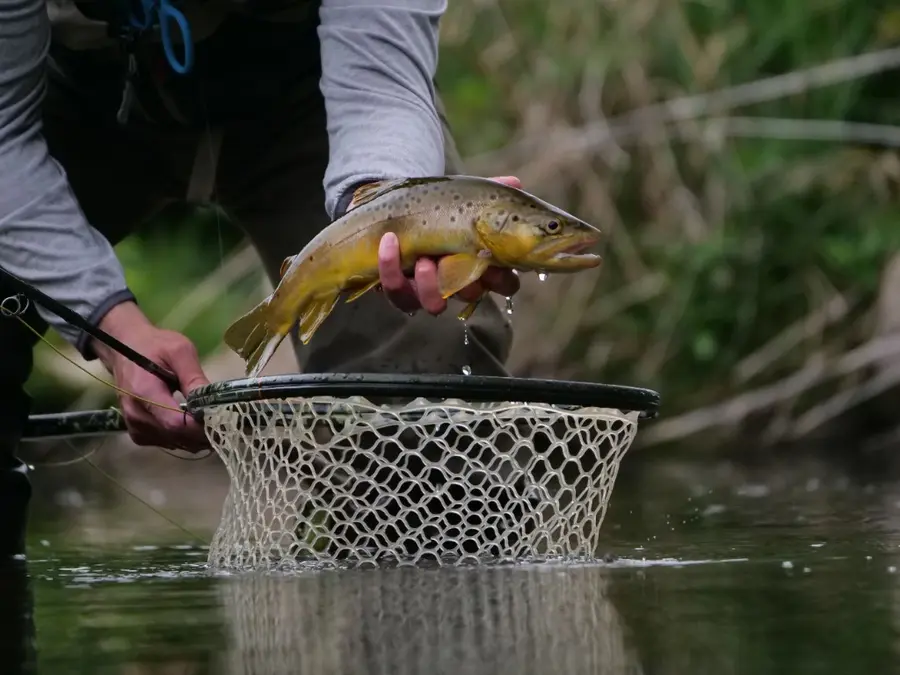 Brown trout held above a landing net