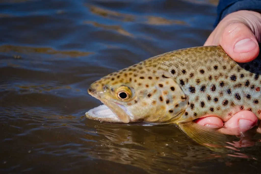 Brown trout being released back into the river