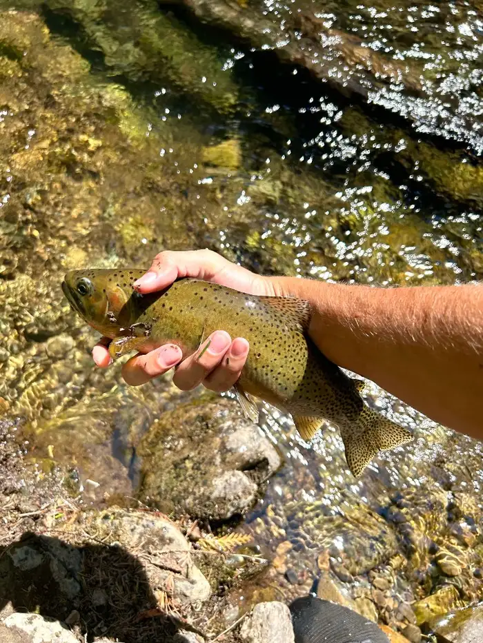 Wild trout held over clear sunlit water
