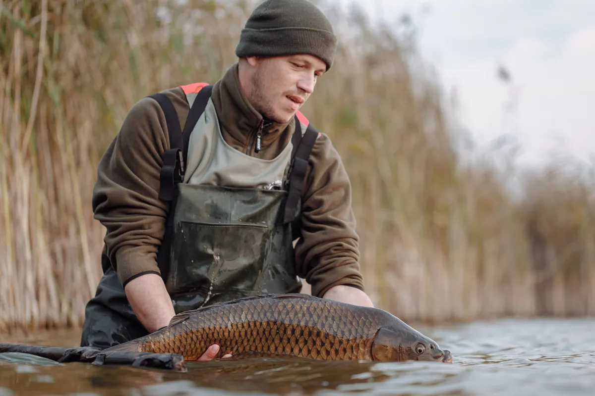 Guide holding a common carp among the reeds