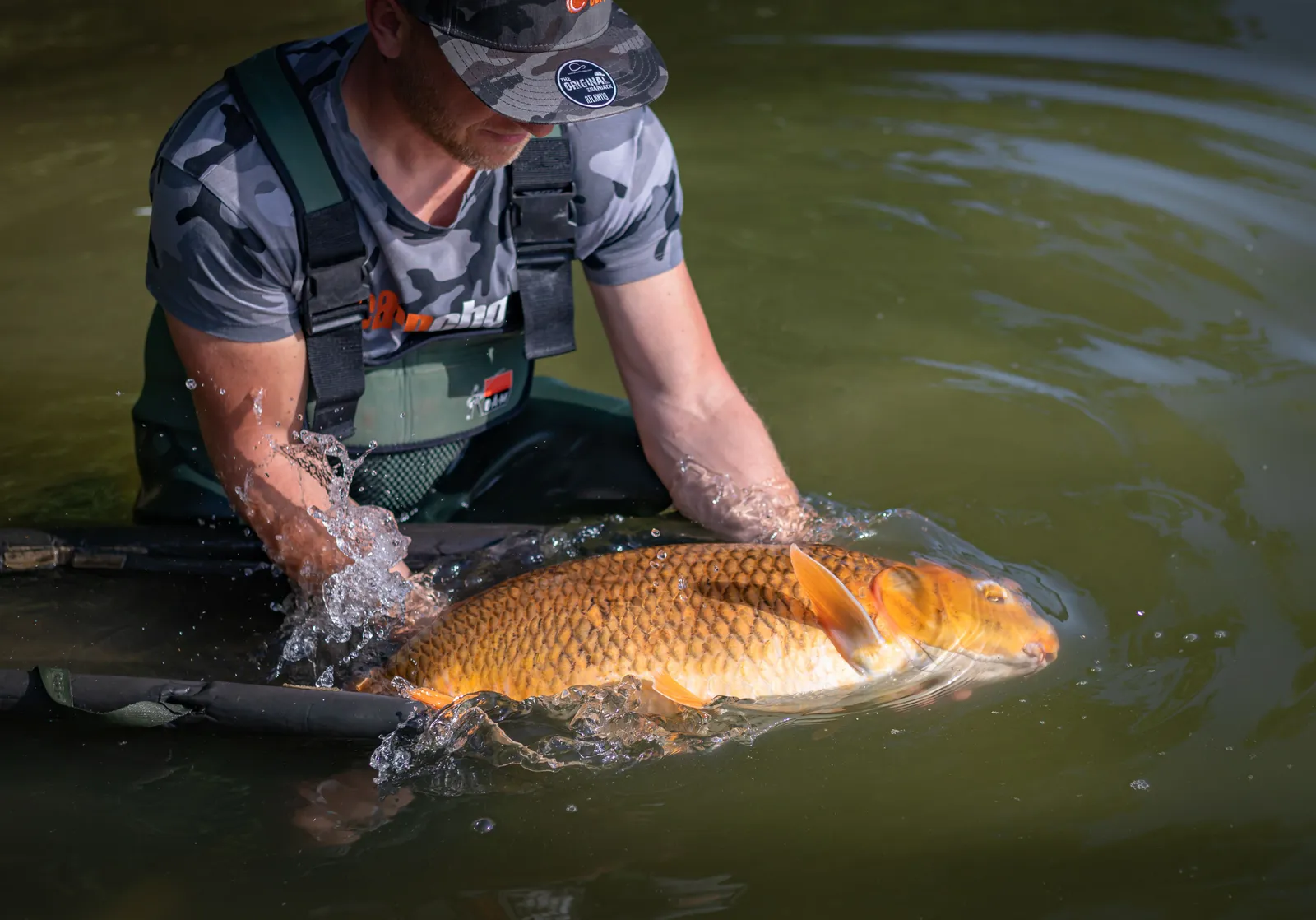 Angler releasing a big common carp back into the lake