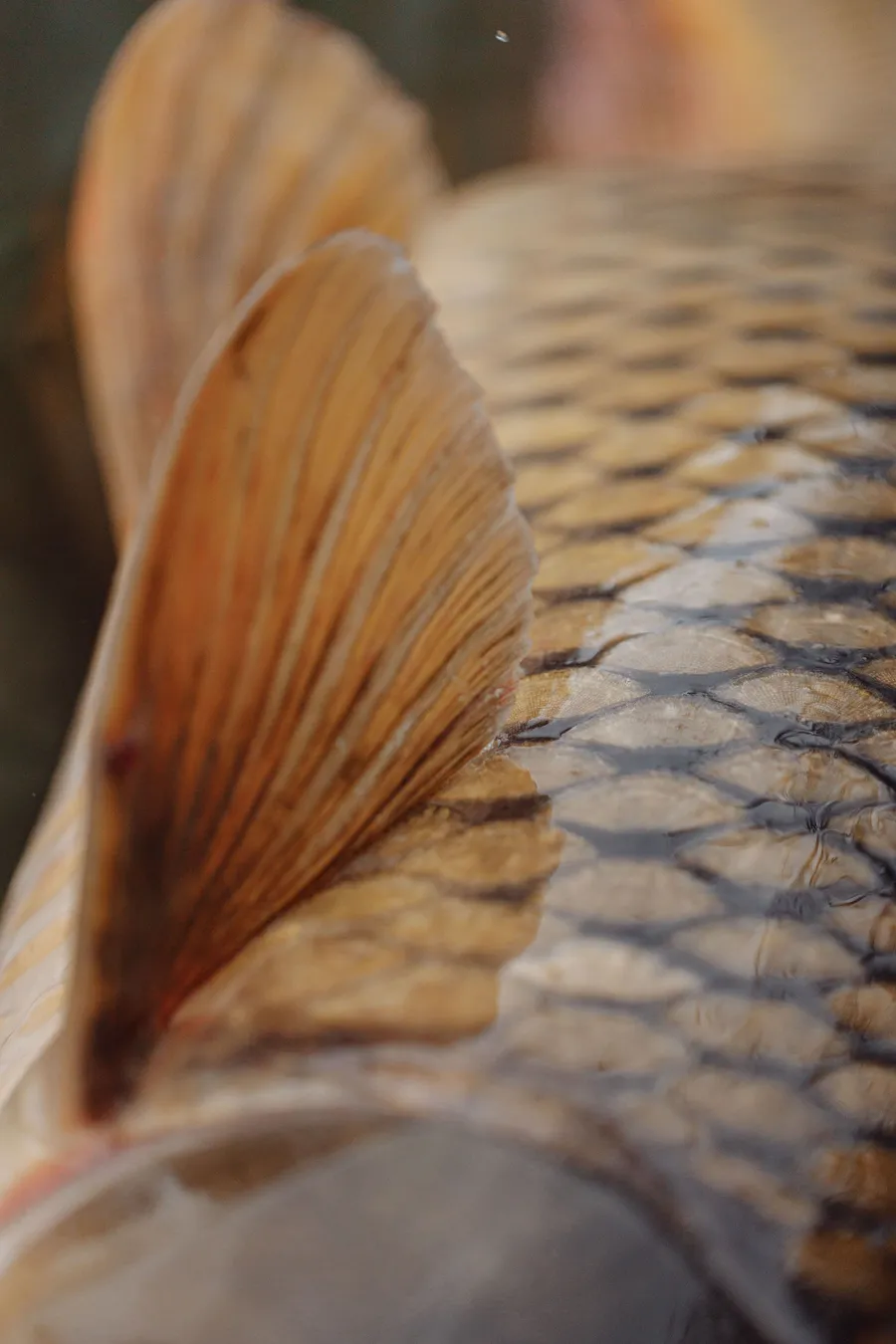 Close-up of common carp scales and fin