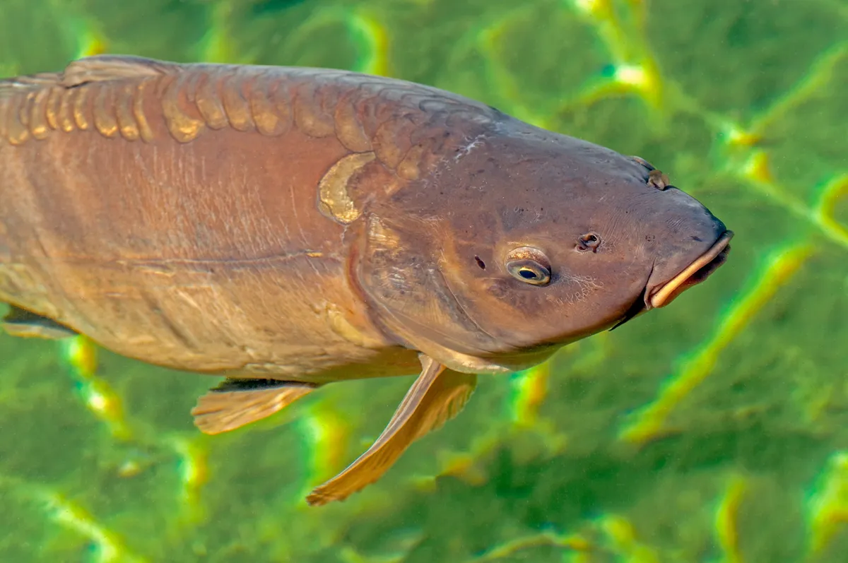 Mirror carp swimming in clear green water