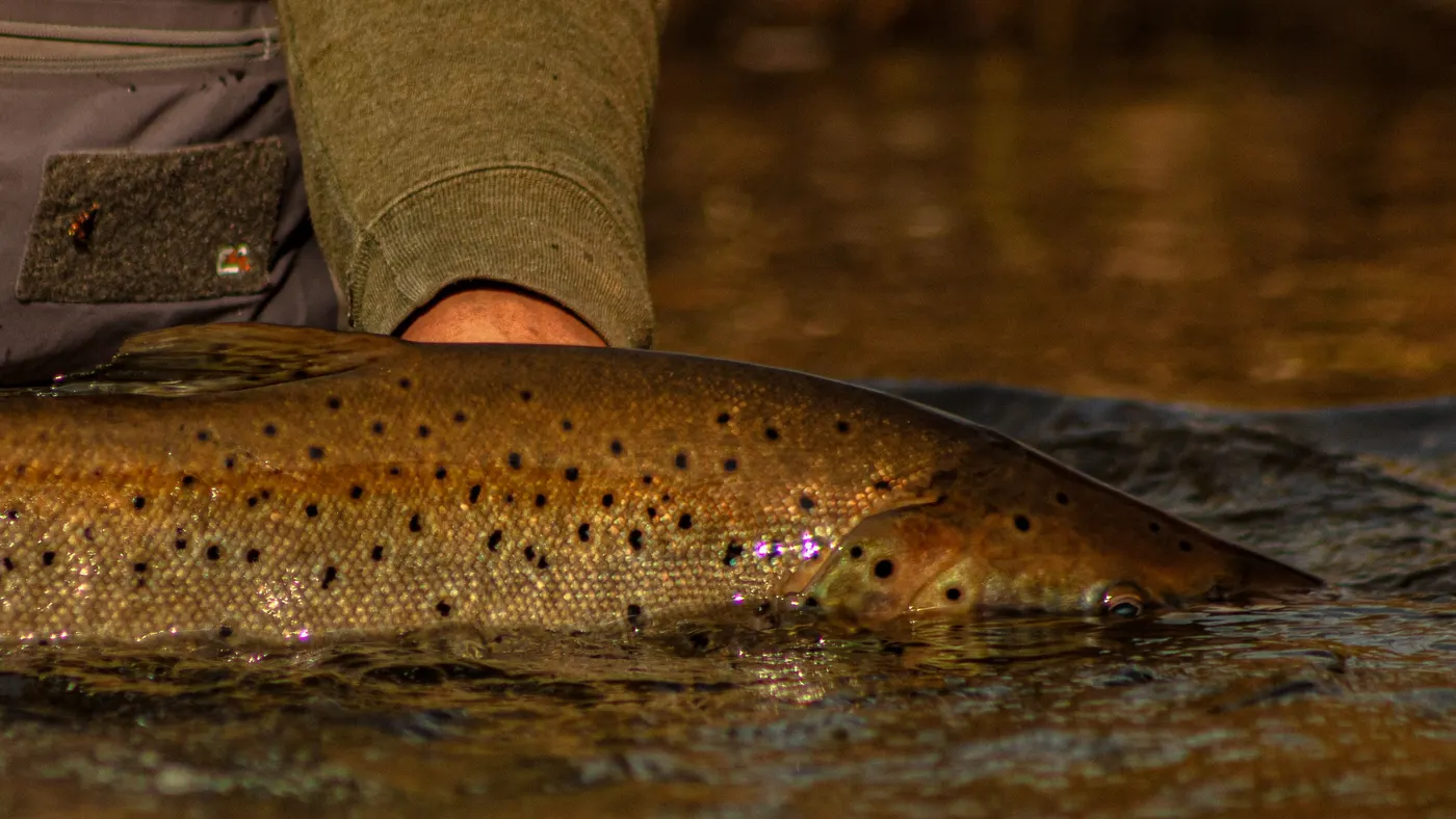 Angler releasing a salmon back into the river
