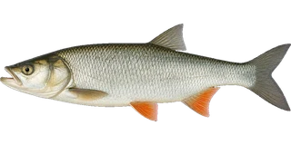 Asp