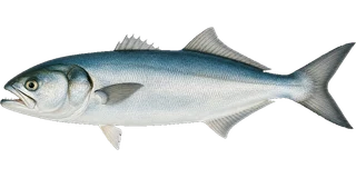 Bluefish