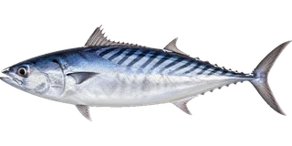 Bonito