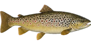 Brown trout