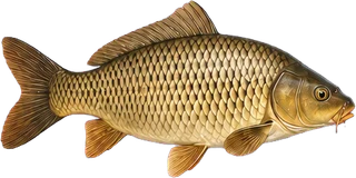 Carp