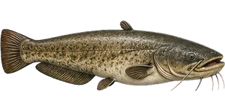 Catfish