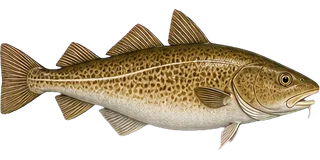 Cod
