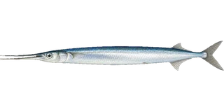Garfish