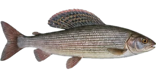 Grayling