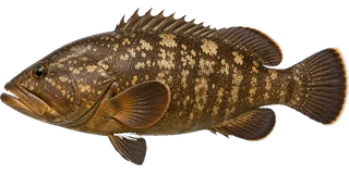 Grouper