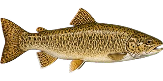 Marble trout