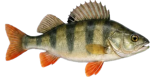Perch