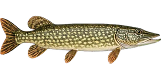 Pike