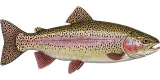 Rainbow trout