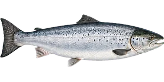 Salmon