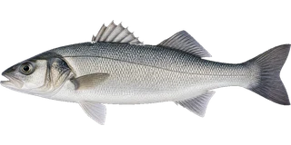 Sea bass