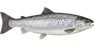Sea trout