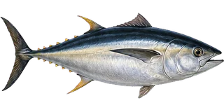 Thunfisch
