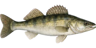 Zander